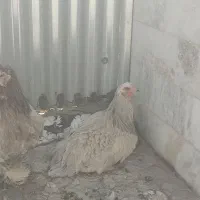 مرغ و خروس|حیوانات مزرعه|خمینی‌شهر, |دیوار