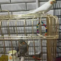 عروس هلندی وقفس|پرنده|دورود, |دیوار