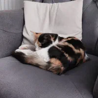 واگذاری گربه