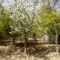 باغچه 500متری|فروش زمین و ملک کلنگی|محمدشهر, محمدشهر|دیوار