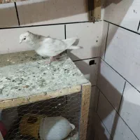 ماده کرم|پرنده|سوسنگرد, |دیوار