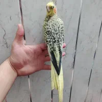 عروس هلندی|پرنده|اردبیل, |دیوار