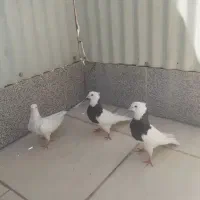 سه عدد طوقی