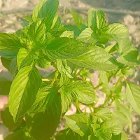 گرگا وبادمجون