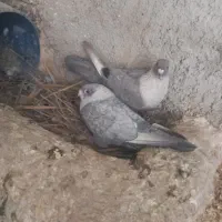 جفت موشی الماسی طوق سفید