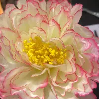 سرگل مصنوعی نو زیر قیمت|گل مصنوعی|مشهد, دانشجو|دیوار