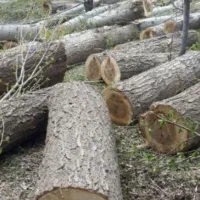 خرید انواع چوب