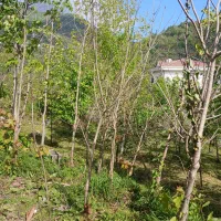 نهال افرا سلطنتی