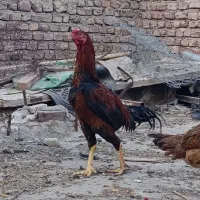 جوجه خروس و مرغ لاری