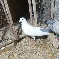 فروش کفتر|پرنده|خوسف, |دیوار