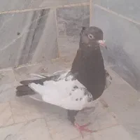 کفتر نقش