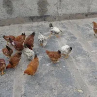 جوجه خروس و مرغ|حیوانات مزرعه|مشهد, یاس|دیوار