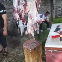قصابی و سلاخی حرفه ای گاو و گوسفند و...