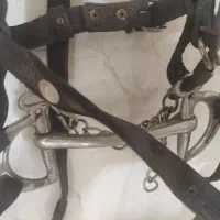 دهنه اسب زیبا وچرم مرغوب|اسب و تجهیزات اسبسواری|قزوین, |دیوار