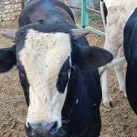 کارگر دامداری