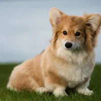 سگ پاکوتا اتوبوسی