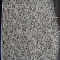 طلای سبز ( زیره )