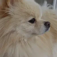 پامرانین اصیل وارداتی|سگ|رشت, حاجی آباد|دیوار