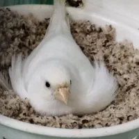 نر و ماده قناری و فنچ