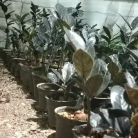 زامو سوپر بلک