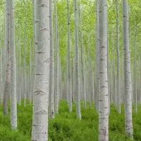 خریدا  انواع درخت