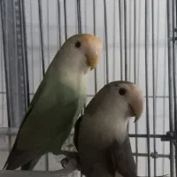 طوطی برزیلی‌وعروس‌هلندی‌مولد‌معاوضه باقناری یاسهره