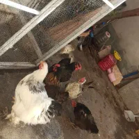 خروس برهما ومرغ محلی