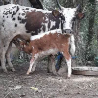 گاو و گوساله