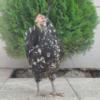 مرغ گلین