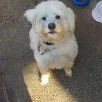 سگ شیتزو تریر