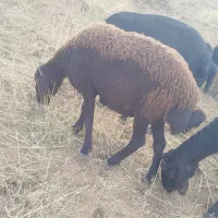 گوسفند