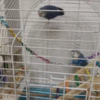 طوطی برزیلی خوش رنگ و بازیگوش|پرنده|قرچک, شهرک طلائیه|دیوار