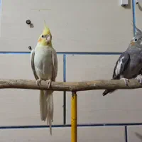 عروس هلندی|پرنده|شیراز, قلعه نو|دیوار