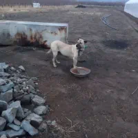 سگ ماده گم شده