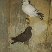 کبوتر پرشی
