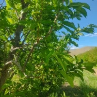 نیازمند سرمایه گذار
