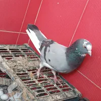 کفتر|پرنده|قم, شهرک طالقانی|دیوار