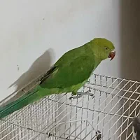 عروس هلندی|پرنده|رضویه, |دیوار