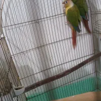 جفت گرین چیک|پرنده|قائن, |دیوار