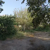 باغ در منطقه زیبادشت محمدشهر|فروش زمین و ملک کلنگی|محمدشهر, زیبادشت|دیوار