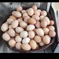 تخم لاری مقوی و پر انرژی و ارگانیک