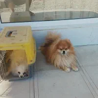 واگذاره سه قلاده پامیرین نر وماده|سگ|رباطکریم, رباطکریم|دیوار