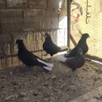 کفتر سیاه دم سفید|پرنده|برخوار, |دیوار