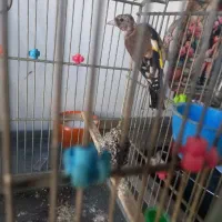 سهره نر|پرنده|قم, ولیعصر|دیوار