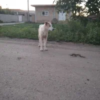 توله سگ دورگه