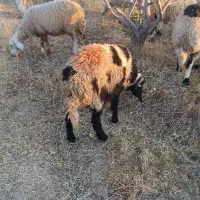 حیوانات مزرعه