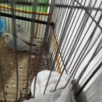 مرغ عشق|پرنده|سیرجان, |دیوار