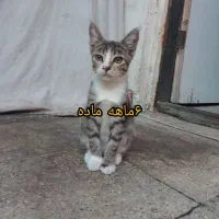 واگذاری تعدادی گربه به صورت رایگان|گربه|ساری, |دیوار