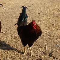 تخم مرغ نطفه دار نژاد گلین چهل تاج|حیوانات مزرعه|هشتگرد, هیو|دیوار