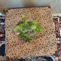 سفره قلمکار